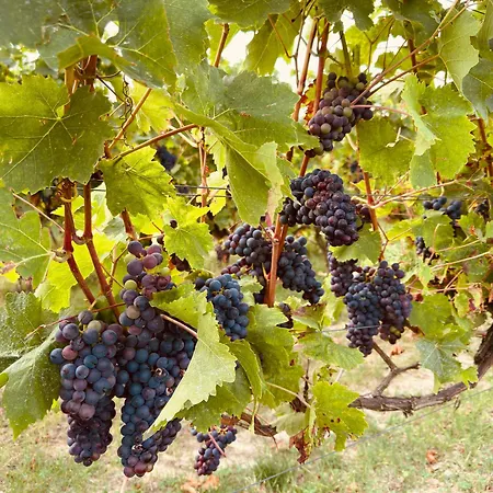 Lejlighed Naehe Mainz - - Breivogel In Wörrstadt