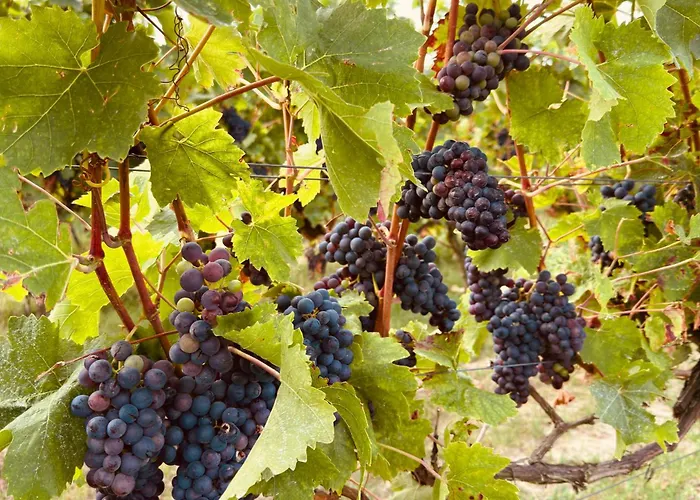 דירה Naehe Mainz - - Breivogel In Wörrstadt